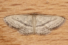 Idaea mediaria