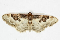 Idaea mustelata