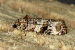 Lobesia artemisiana