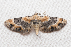 Eupithecia linariata