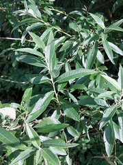 Salix × smithiana