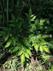 Amorphophallus konjac