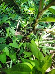 Amorphophallus konjac