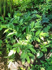 Amorphophallus konjac