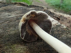 Coprinellus truncorum