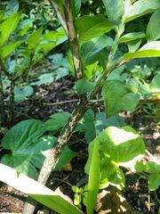 Amorphophallus konjac