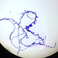 Odontoschisma fluitans