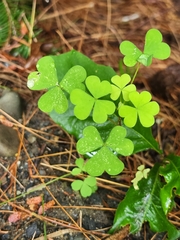 Oxalis grandis