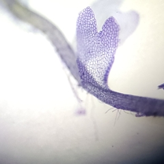 Odontoschisma fluitans