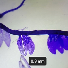 Odontoschisma fluitans
