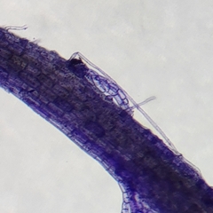 Odontoschisma fluitans