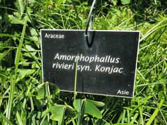 Amorphophallus konjac