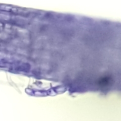 Odontoschisma fluitans