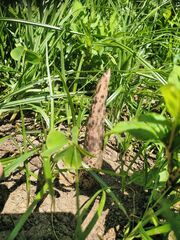 Amorphophallus konjac