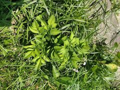 Amorphophallus konjac