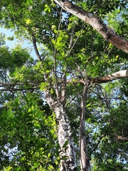 Ceiba schottii