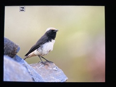 Oenanthe lugubris schalowi