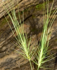Taeniatherum