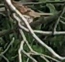 Melospiza melodia image