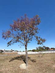 Bowdichia virgilioides