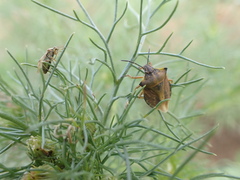 Carpocoris purpureipennis