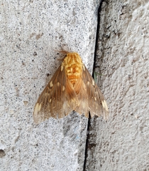 Citheronia beledonon