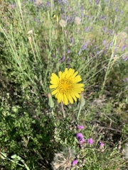 Tragopogon miscellus