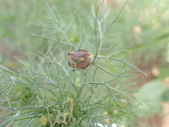 Carpocoris purpureipennis