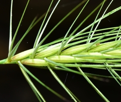Taeniatherum