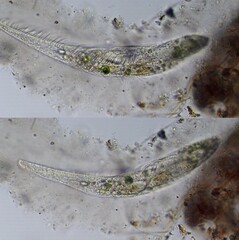 Stichotricha