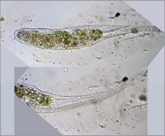 Stichotricha
