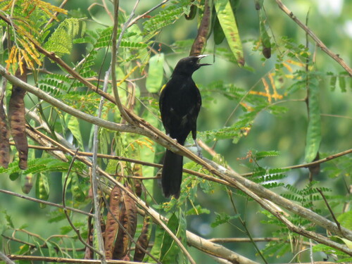 Epaulet Oriole (Icterus cayanensis), photo 2
