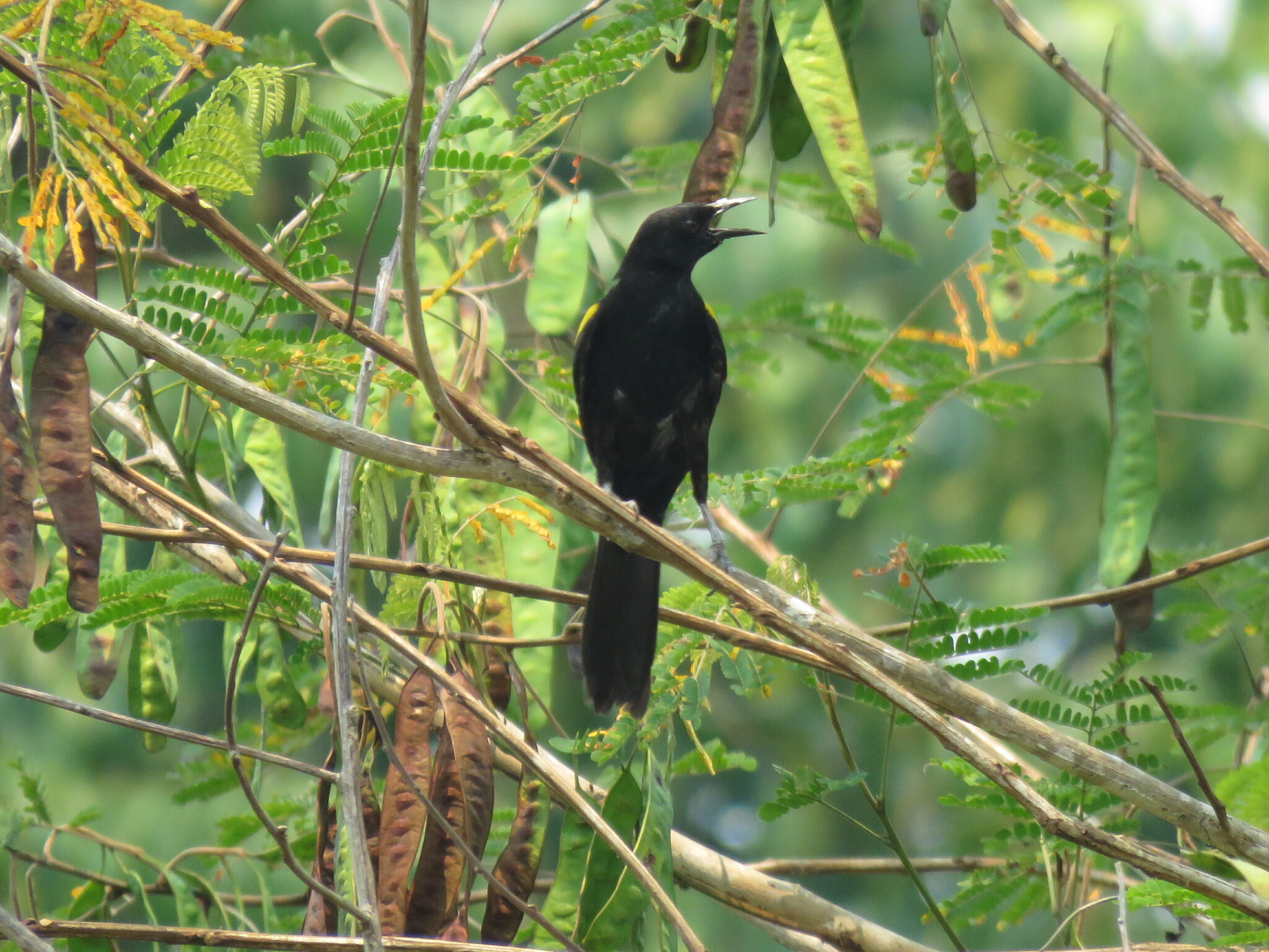 Epaulet Oriole illustration