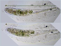 Stichotricha