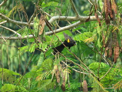 Icterus cayanensis cayanensis