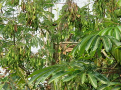 Icterus cayanensis cayanensis