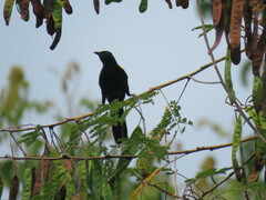 Icterus cayanensis cayanensis