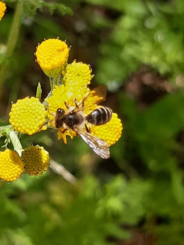 Grey-banded Mining Bee, 6731 Otterlo, Nederland, photo 10 of 10