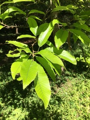 Quercus castaneifolia