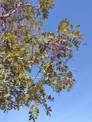 Bowdichia virgilioides