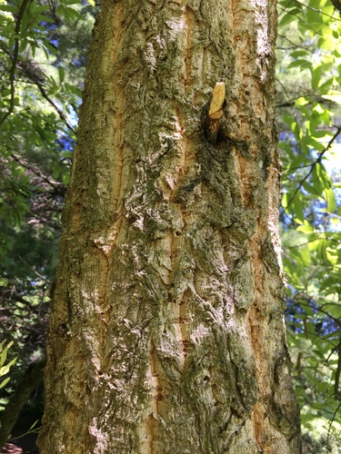 chestnut-leaved oak