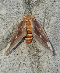 Citheronia beledonon