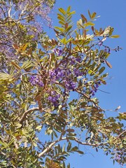 Bowdichia virgilioides