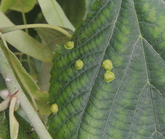 Didymomyia tiliacea