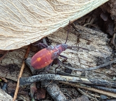 Boisea trivittata