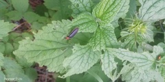 Cantharis pellucida