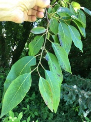 Diospyros duclouxii