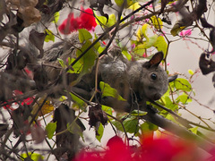 Guayaquil Squirrel photo 1
