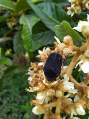 Cotinis mutabilis atrata