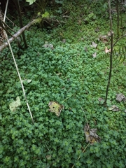 Chrysosplenium glechomifolium